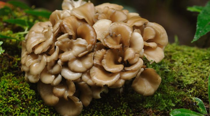 Maitake gomba Maitake gomba